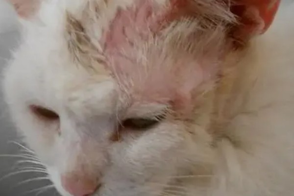 养猫所需用品,猫砂、猫砂盆、猫碗都会用到