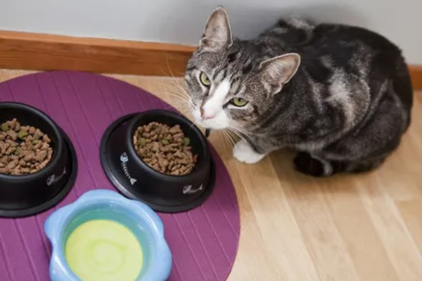 养猫所需用品,猫砂、猫砂盆、猫碗都会用到