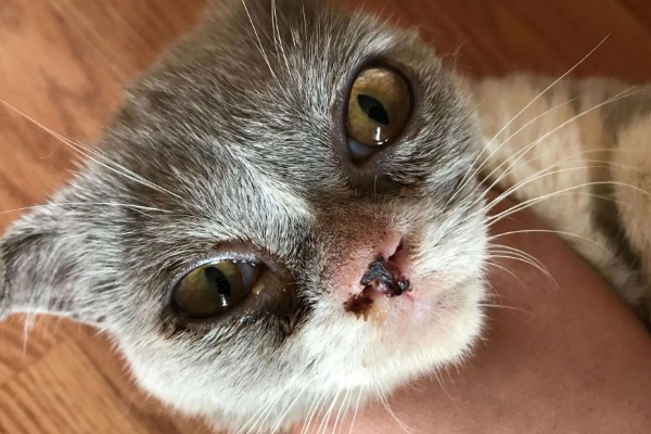 养猫所需用品,猫砂、猫砂盆、猫碗都会用到