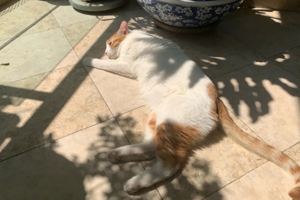 养猫所需用品,猫砂、猫砂盆、猫碗都会用到