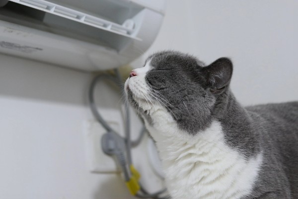 养猫所需用品,猫砂、猫砂盆、猫碗都会用到