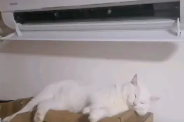 养猫所需用品,猫砂、猫砂盆、猫碗都会用到