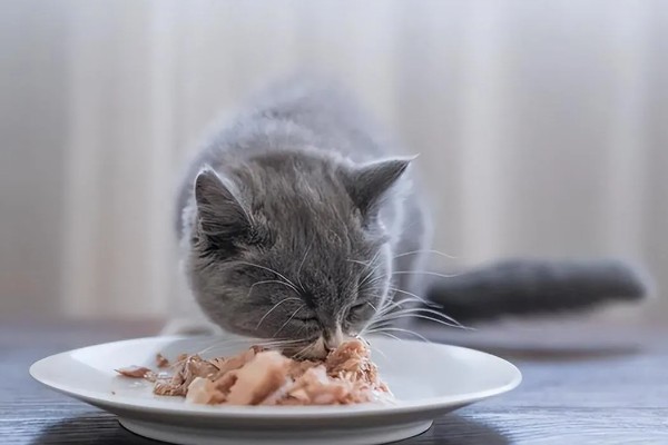 养猫所需用品,猫砂、猫砂盆、猫碗都会用到
