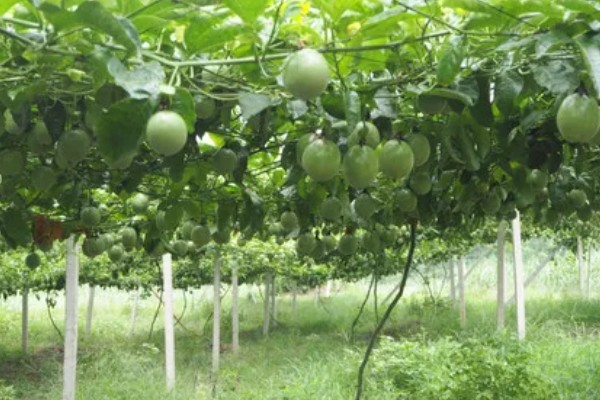 百香果的亩产量，受品种、气候、种植技术等影响