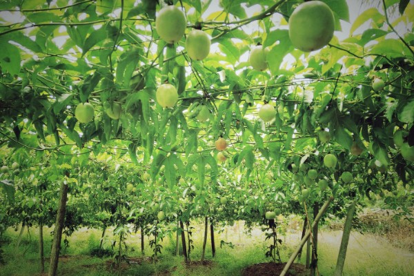 百香果的亩产量，受品种、气候、种植技术等影响