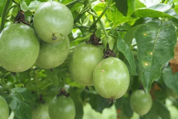 百香果的亩产量，受品种、气候、种植技术等影响