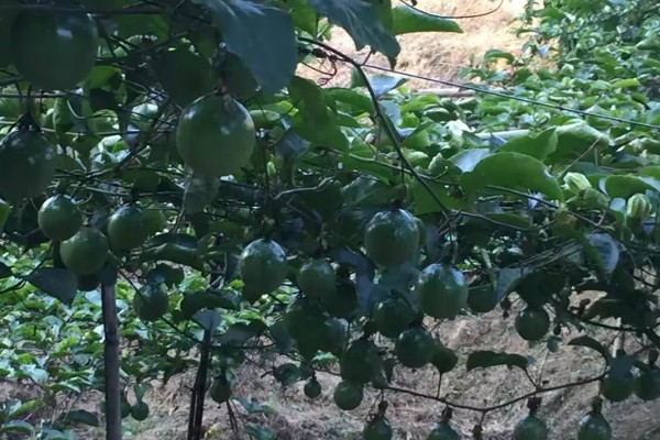 百香果的亩产量，受品种、气候、种植技术等影响