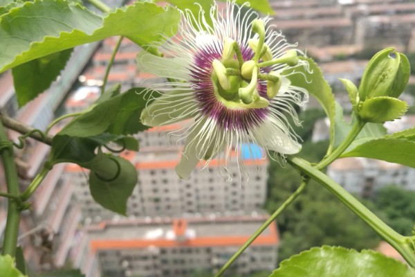 百香果的亩产量，受品种、气候、种植技术等影响