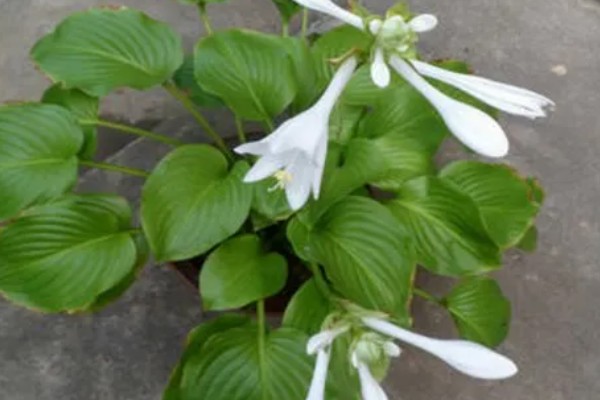玉簪花的养殖方法，适宜生长在温暖的环境中