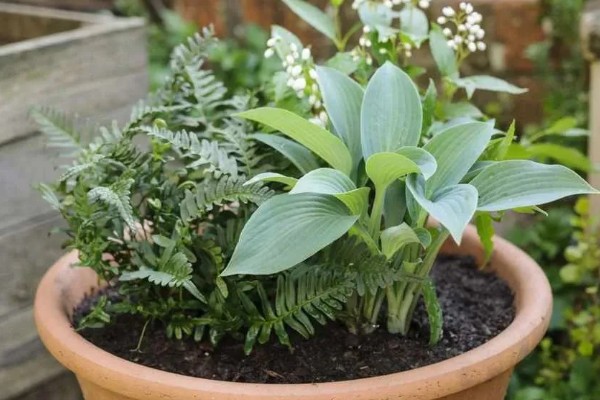 玉簪花的养殖方法，适宜生长在温暖的环境中