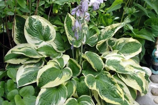 玉簪花的养殖方法，适宜生长在温暖的环境中