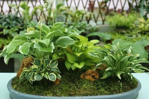 玉簪花的养殖方法，适宜生长在温暖的环境中