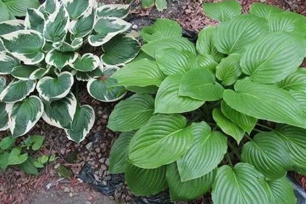 玉簪花的养殖方法，适宜生长在温暖的环境中