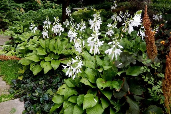 玉簪花的养殖方法，适宜生长在温暖的环境中