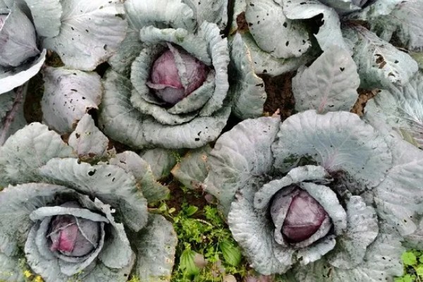 紫色包菜的学名，叫做紫甘蓝