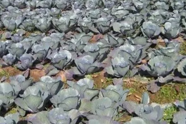 紫色包菜的学名，叫做紫甘蓝