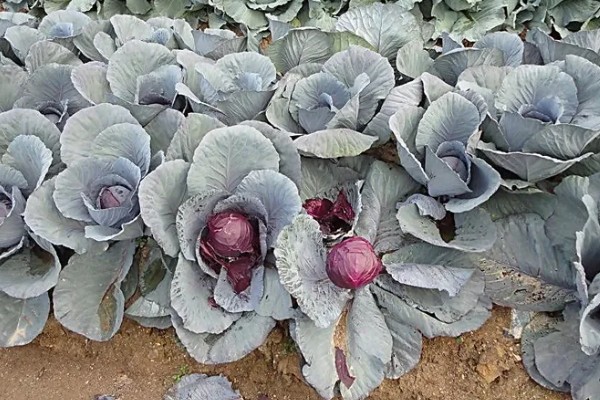 紫色包菜的学名，叫做紫甘蓝