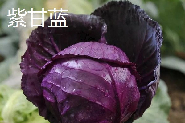 紫色包菜的学名，叫做紫甘蓝