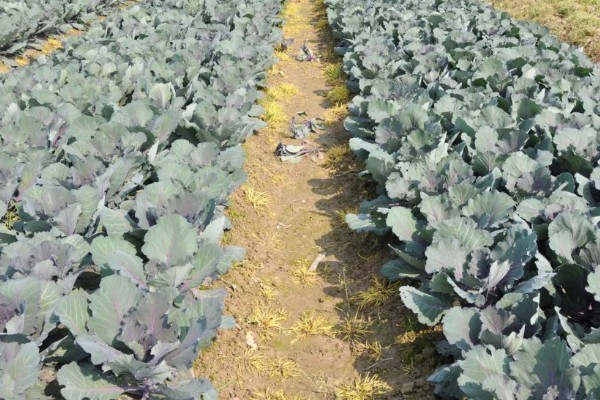 紫色包菜的学名，叫做紫甘蓝