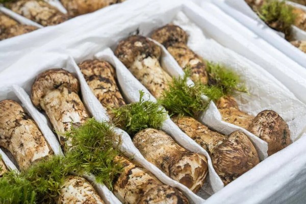 松茸可以保存多长时间,能保存3-7天左右