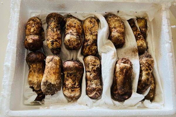 松茸可以保存多长时间,能保存3-7天左右