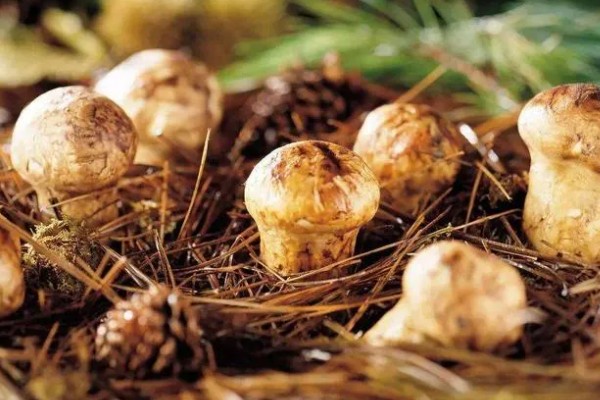 松茸可以保存多长时间,能保存3-7天左右