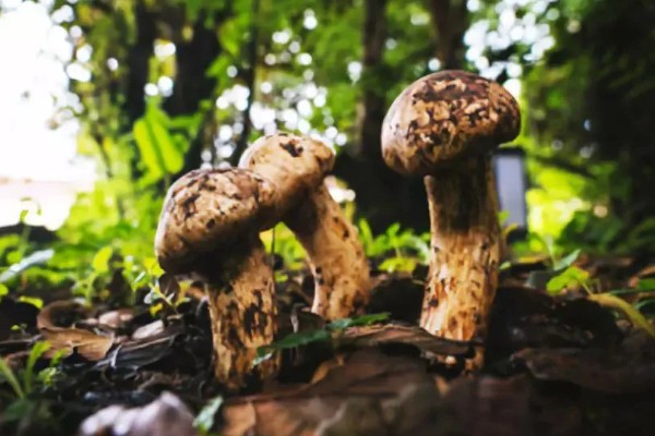 松茸可以保存多长时间,能保存3-7天左右