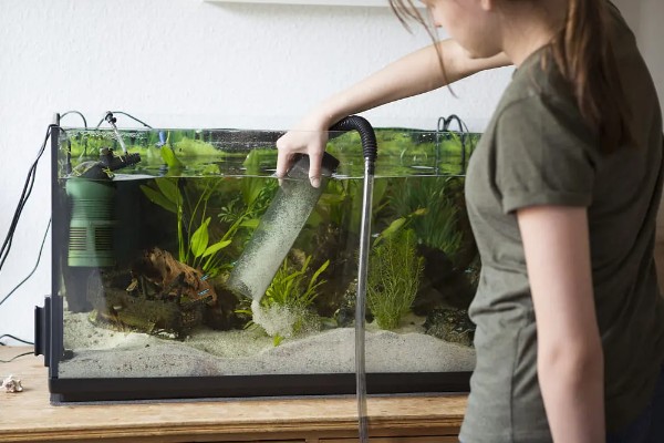 生态鱼缸多久换水一次，至少要两个星期换一次