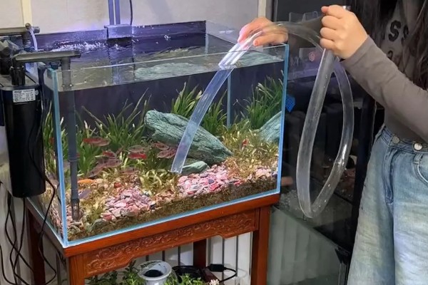 生态鱼缸多久换水一次，至少要两个星期换一次