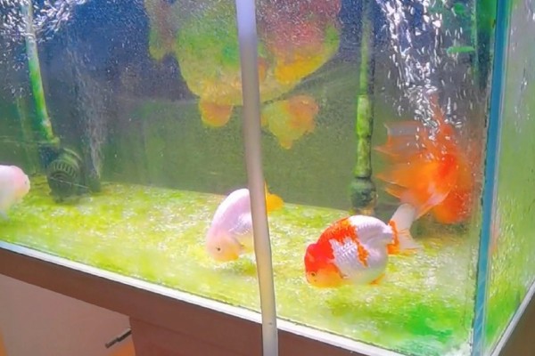 生态鱼缸多久换水一次，至少要两个星期换一次