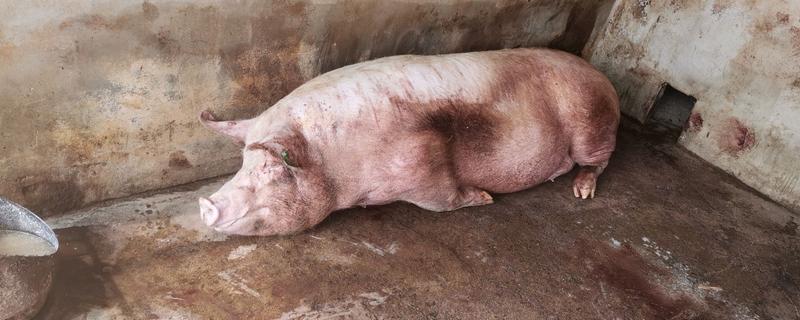 对母猪使用前列烯醇的时间，怀孕期112-113天、母猪产后第2天均可使用