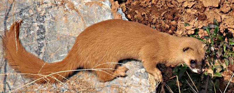 黄鼠狼怕什么东西，怕白鹅、老鹰等