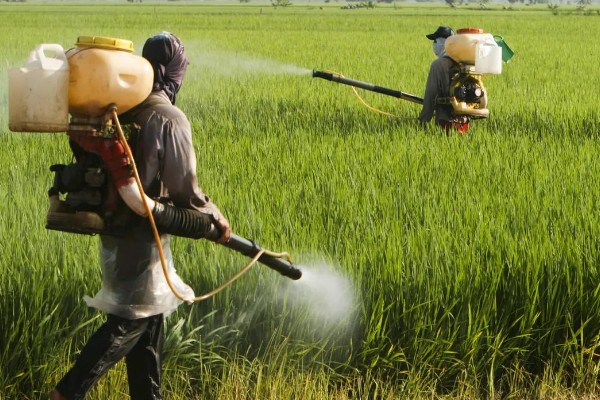 精喹禾灵的防治对象，以一年生和多年生禾本科杂草为主