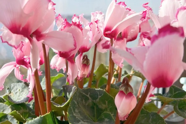 仙客来休眠后的催芽方法，养在稍有光照的地方并多浇水