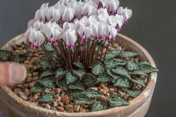 仙客来休眠后的催芽方法，养在稍有光照的地方并多浇水