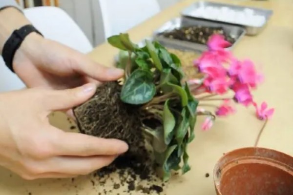 仙客来休眠后的催芽方法，养在稍有光照的地方并多浇水