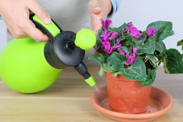 仙客来休眠后的催芽方法，养在稍有光照的地方并多浇水