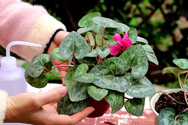 仙客来休眠后的催芽方法，养在稍有光照的地方并多浇水