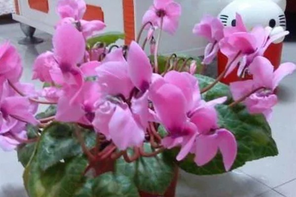 仙客来休眠后的催芽方法，养在稍有光照的地方并多浇水