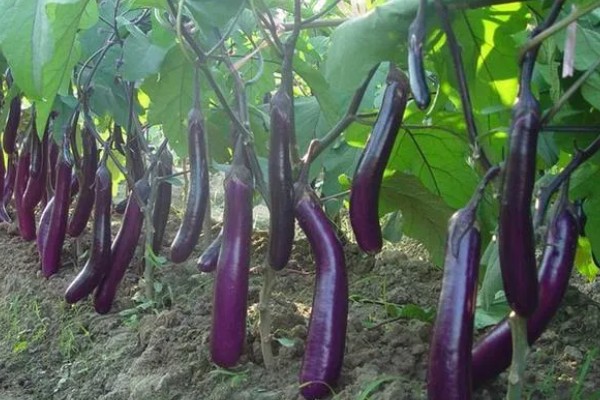 茄子褐纹病如何防治,及时将田间的病残体清理干净