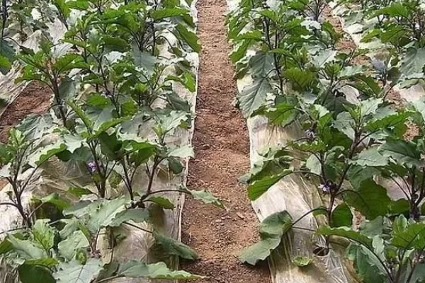 茄子褐纹病如何防治,及时将田间的病残体清理干净