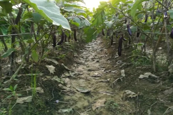 茄子褐纹病如何防治,及时将田间的病残体清理干净