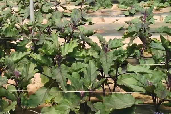 茄子褐纹病如何防治,及时将田间的病残体清理干净