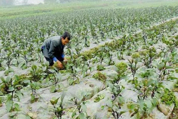 茄子褐纹病如何防治,及时将田间的病残体清理干净