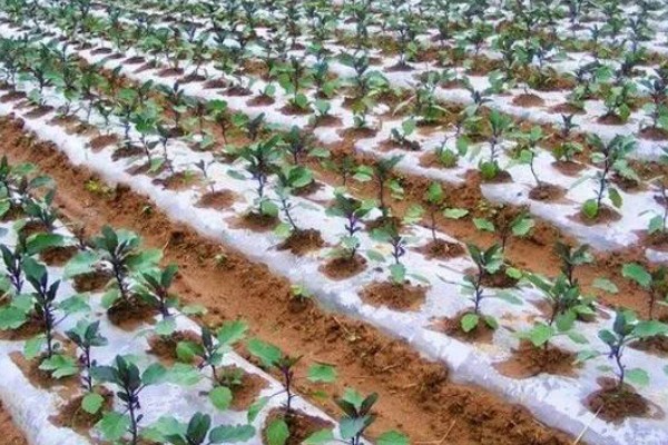 茄子褐纹病如何防治,及时将田间的病残体清理干净