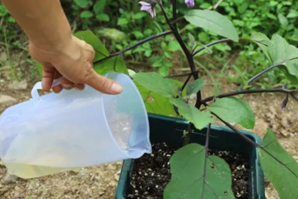 茄子褐纹病如何防治,及时将田间的病残体清理干净