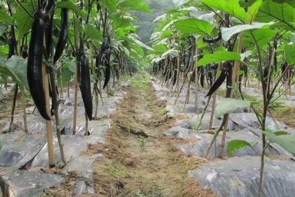 茄子褐纹病如何防治,及时将田间的病残体清理干净