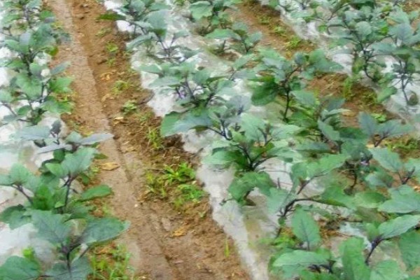 茄子褐纹病如何防治,及时将田间的病残体清理干净