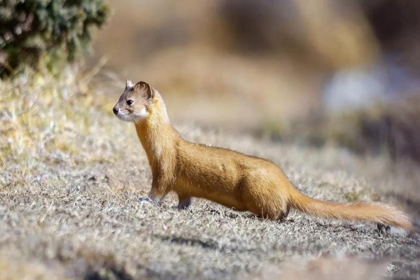 黄鼠狼怕什么东西，怕白鹅、老鹰等