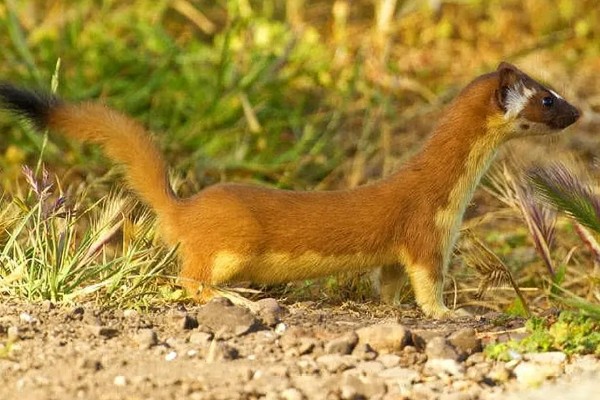 黄鼠狼怕什么东西，怕白鹅、老鹰等